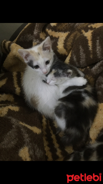 Van Kedisi, Kedi  Kedilerimize iyi bakabilicek aile arıyoruz.. fotoğrafı