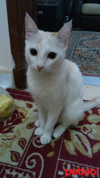 Van Kedisi, Kedi  Kedilerimize iyi bakabilicek aile arıyoruz.. fotoğrafı