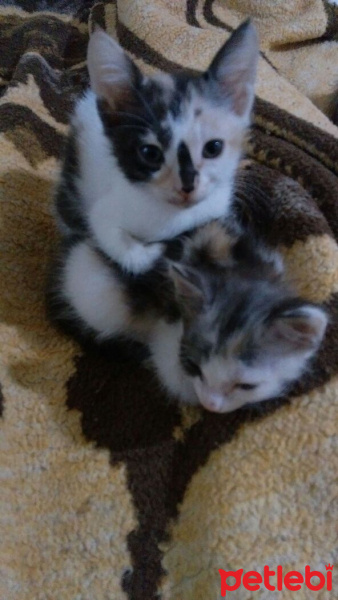 Van Kedisi, Kedi  Kedilerimize iyi bakabilicek aile arıyoruz.. fotoğrafı