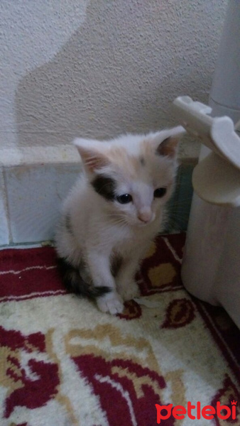 Van Kedisi, Kedi  Kedilerimize iyi bakabilicek aile arıyoruz.. fotoğrafı