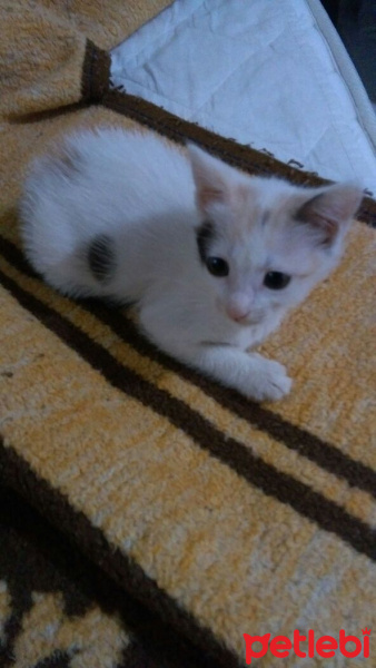 Van Kedisi, Kedi  Kedilerimize iyi bakabilicek aile arıyoruz.. fotoğrafı