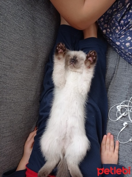 British Longhair, Kedi  Çiko fotoğrafı