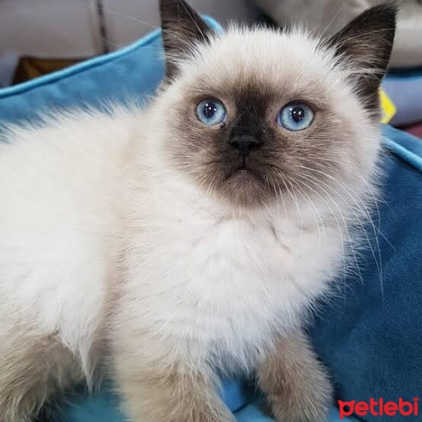 British Longhair, Kedi  Çiko fotoğrafı