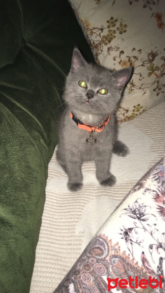 British Shorthair, Kedi  Haşmet fotoğrafı