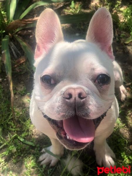 Fransız Bulldog, Köpek  Casper fotoğrafı