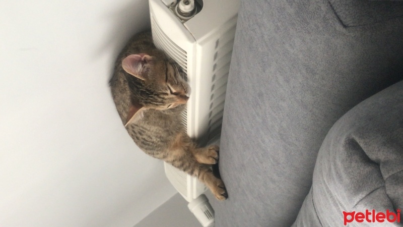Tekir Kedi, Kedi  Ponçik fotoğrafı