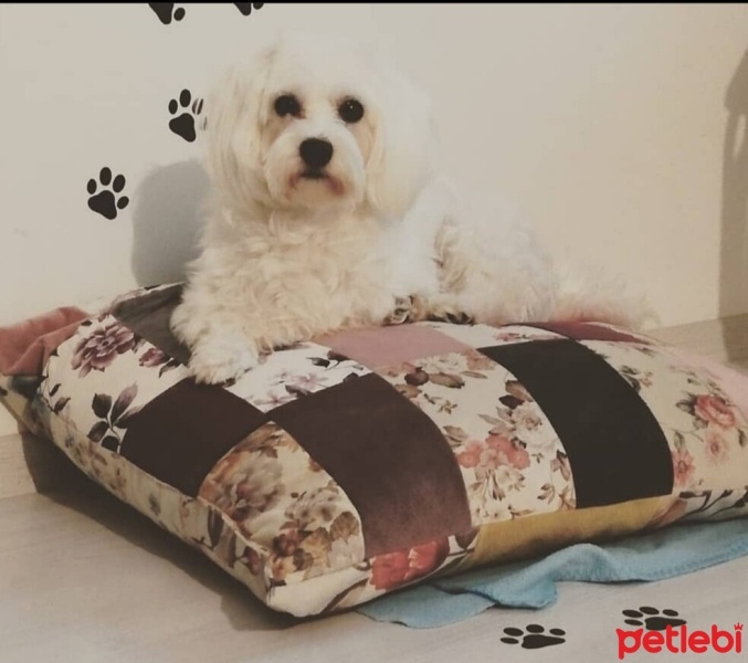 Maltese, Köpek  ŞEKER fotoğrafı