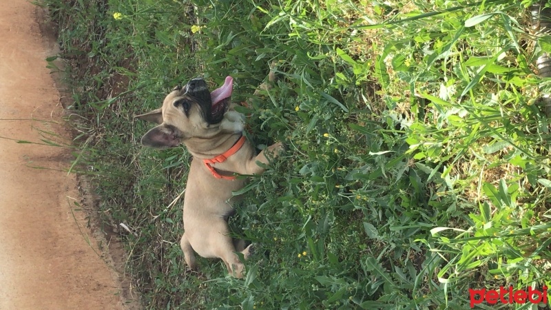 Fransız Bulldog, Köpek  Marko fotoğrafı