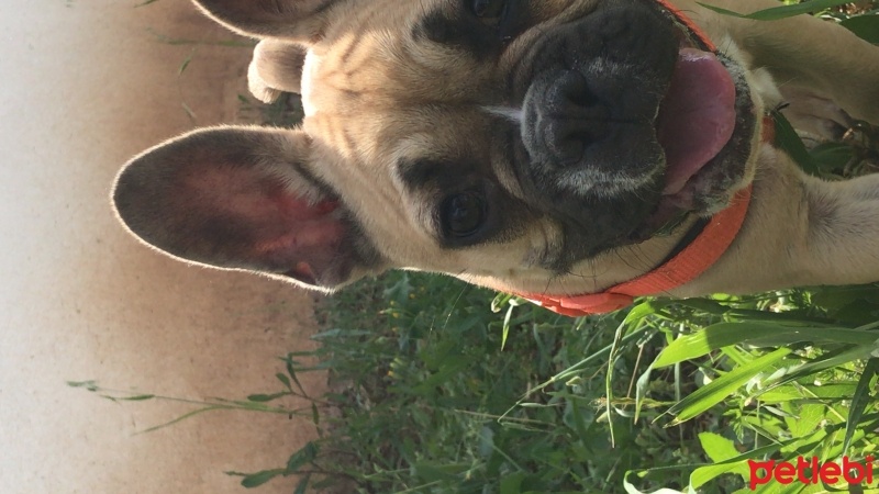 Fransız Bulldog, Köpek  Marko fotoğrafı