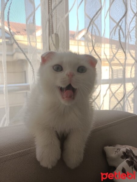 Scottish Fold, Kedi  Hızır ve suffle fotoğrafı