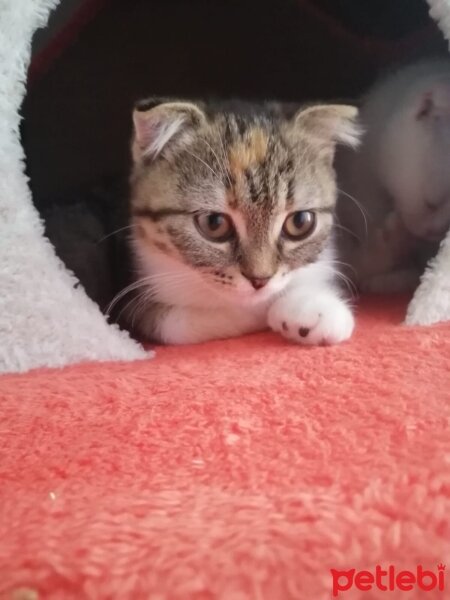 Scottish Fold, Kedi  Hızır ve suffle fotoğrafı