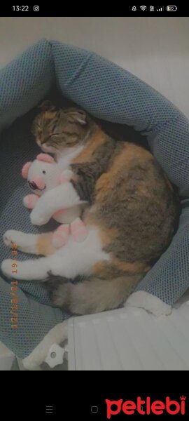 Scottish Fold, Kedi  Hızır ve suffle fotoğrafı