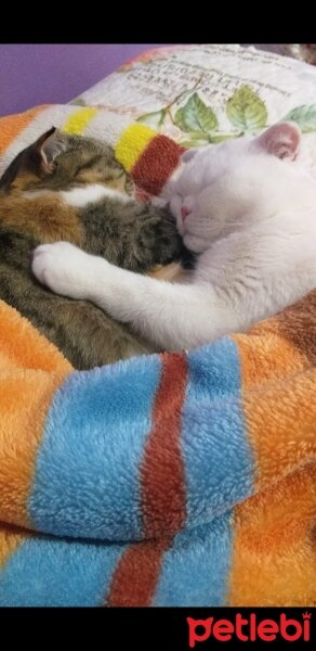 Scottish Fold, Kedi  Hızır ve suffle fotoğrafı