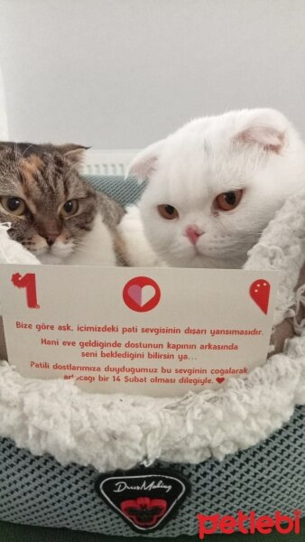 Scottish Fold, Kedi  Hızır ve suffle fotoğrafı