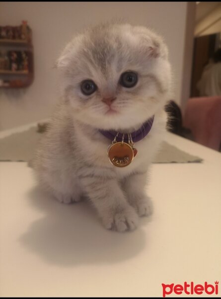 Scottish Fold, Kedi  Daisy fotoğrafı