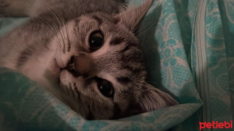 British Shorthair, Kedi  Maskara fotoğrafı