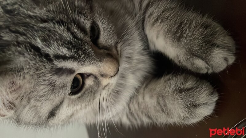 British Shorthair, Kedi  Maskara fotoğrafı