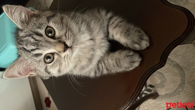 British Shorthair, Kedi  Maskara fotoğrafı