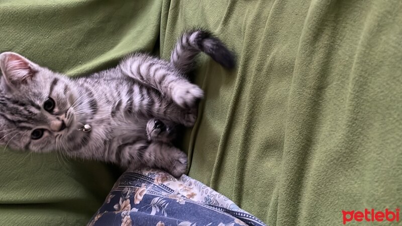 British Shorthair, Kedi  Maskara fotoğrafı