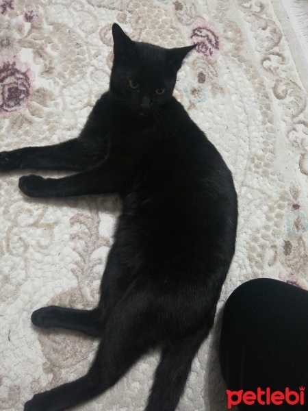 Bombay, Kedi  Cesur fotoğrafı