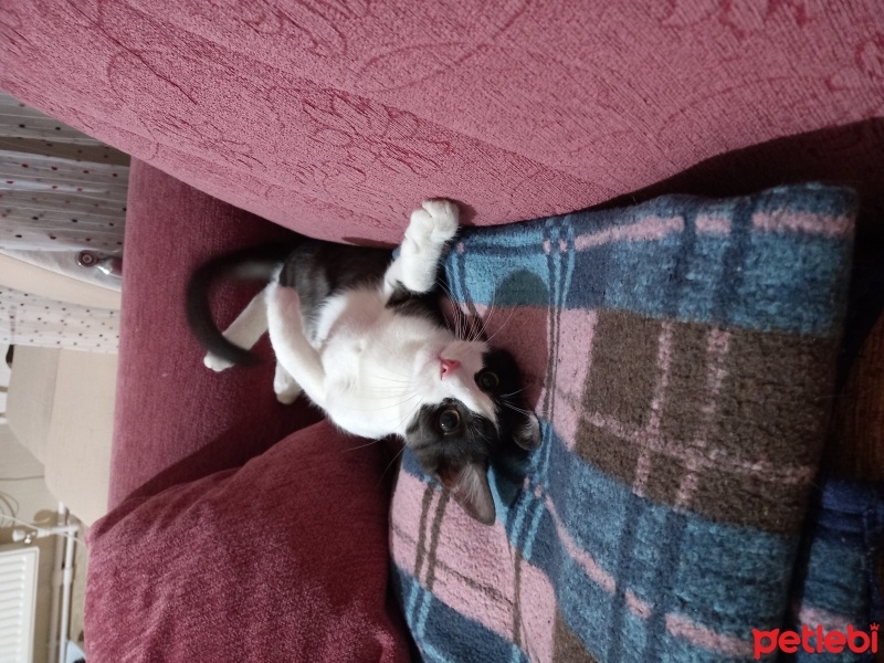 Tekir Kedi, Kedi  Tekila fotoğrafı