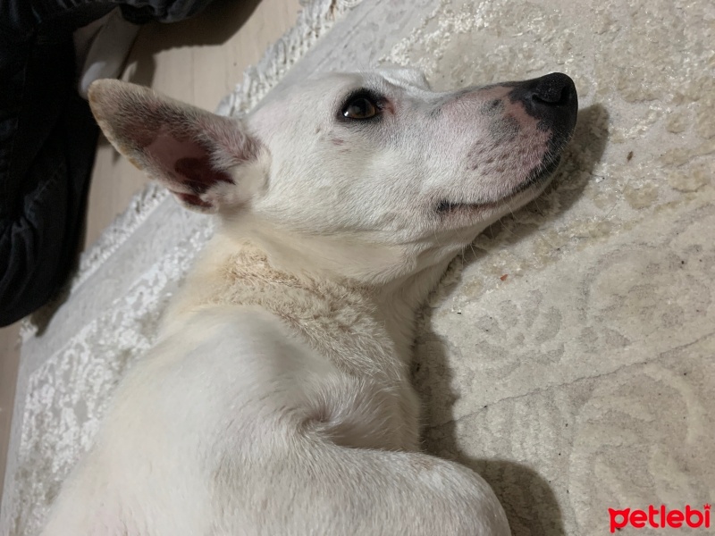 Jack Russell Terrier, Köpek  Findik fotoğrafı