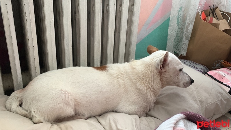 Jack Russell Terrier, Köpek  Findik fotoğrafı