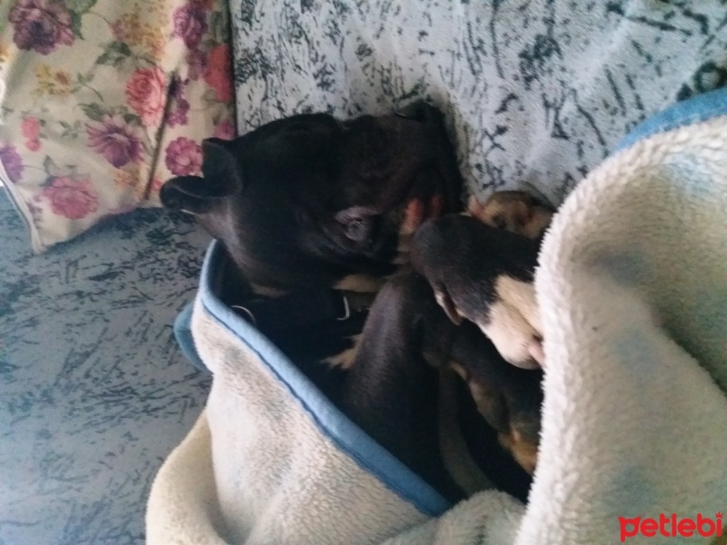Amerikan Pitbull Terrier, Köpek  Pablo fotoğrafı