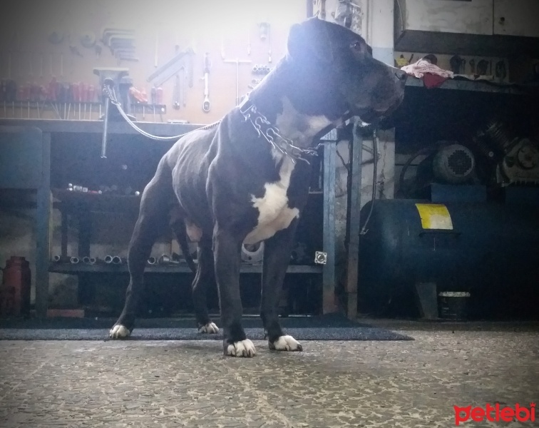 Amerikan Pitbull Terrier, Köpek  Pablo fotoğrafı