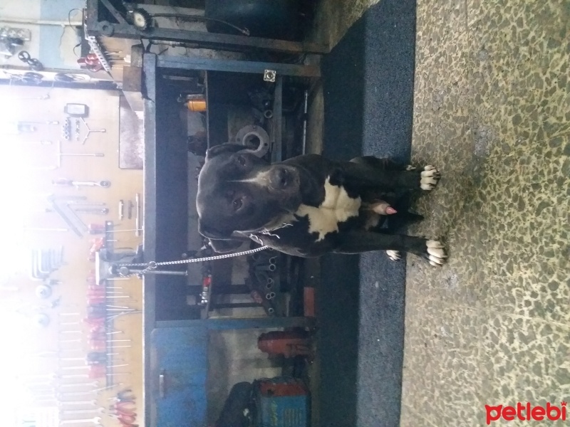 Amerikan Pitbull Terrier, Köpek  Pablo fotoğrafı