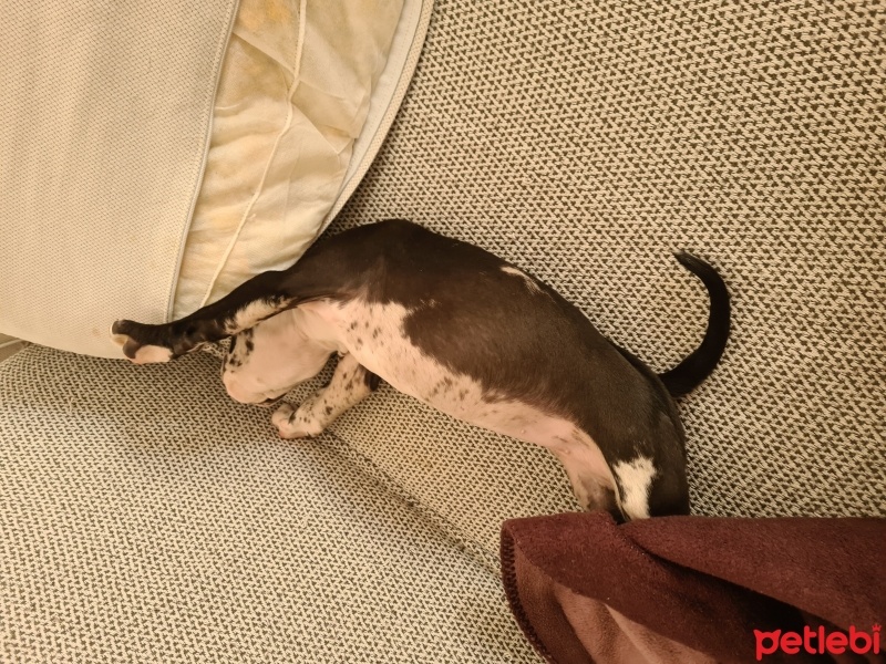 Amerikan Pitbull Terrier, Köpek  Toffee fotoğrafı