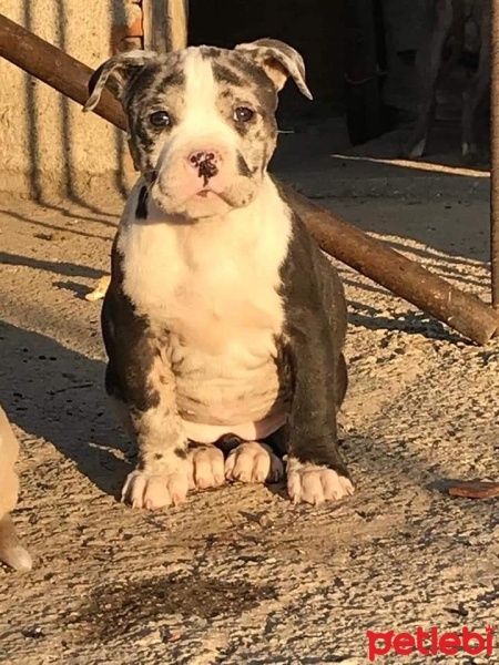 Amerikan Pitbull Terrier, Köpek  Toffee fotoğrafı