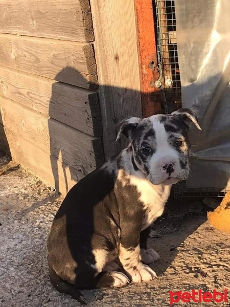 Amerikan Pitbull Terrier, Köpek  Toffee fotoğrafı
