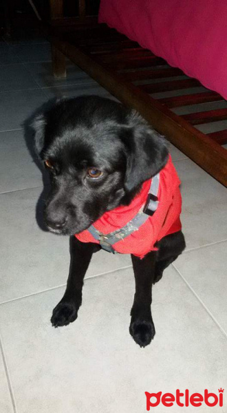 Sokö (Sokak Köpeği), Köpek  pati fotoğrafı
