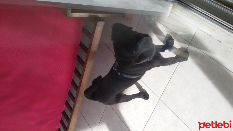 Sokö (Sokak Köpeği), Köpek  pati fotoğrafı