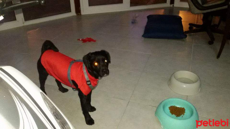 Sokö (Sokak Köpeği), Köpek  pati fotoğrafı