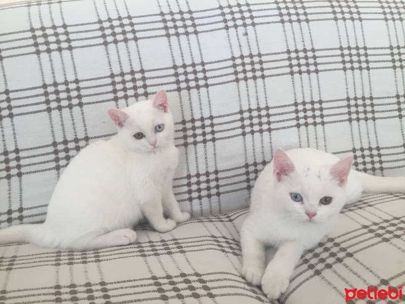 British Shorthair, Kedi  Prens fotoğrafı
