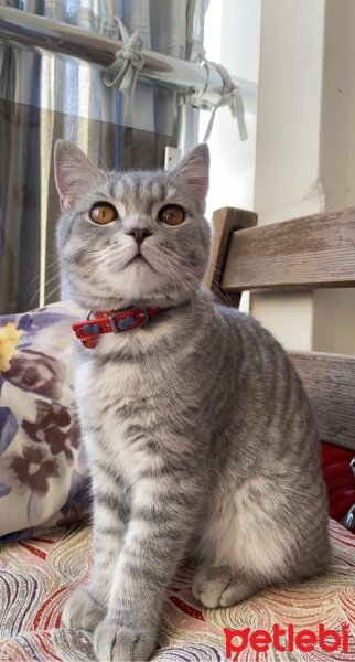 British Shorthair, Kedi  Taci fotoğrafı