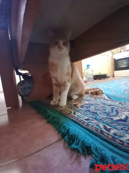 Sarman, Kedi  Minnak fotoğrafı