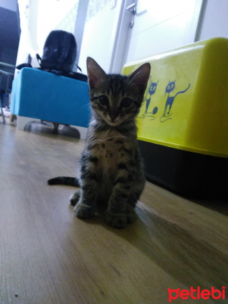 Tekir Kedi, Kedi  Tekirlerimiz fotoğrafı