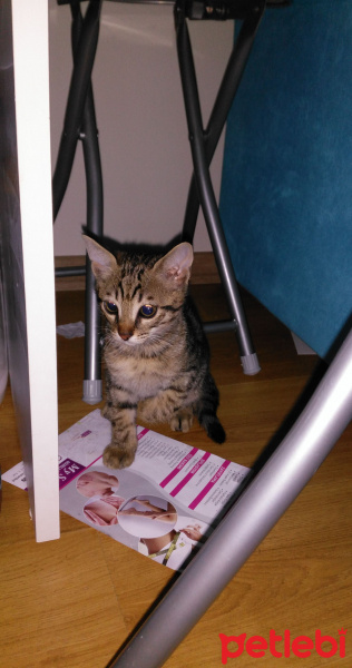 Tekir Kedi, Kedi  Tekirlerimiz fotoğrafı