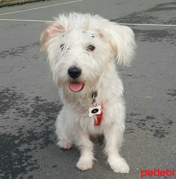 Maltese, Köpek  Mia fotoğrafı