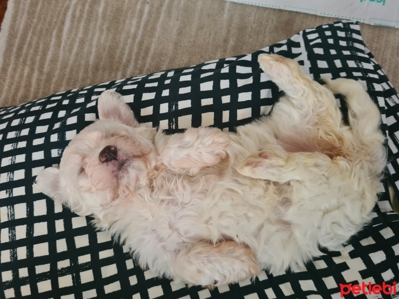 Maltese, Köpek  Pixel fotoğrafı