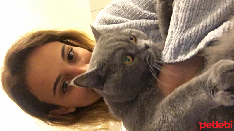 British Shorthair, Kedi  hades duman fotoğrafı
