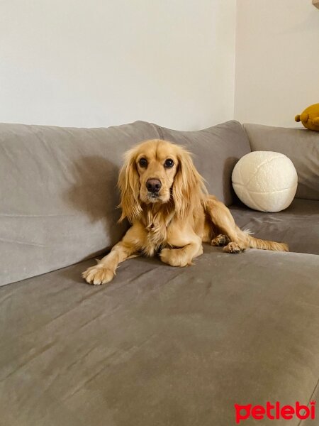 Amerikan Cocker Spaniel, Köpek  Latte fotoğrafı