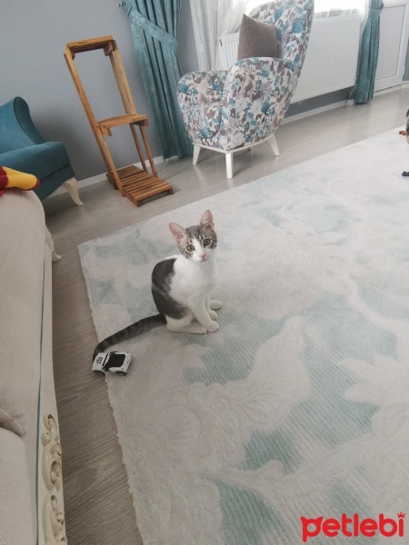 Tekir Kedi, Kedi  Pamuk fotoğrafı
