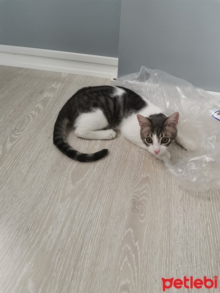 Tekir Kedi, Kedi  Pamuk fotoğrafı