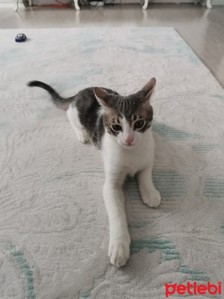Tekir Kedi, Kedi  Pamuk fotoğrafı