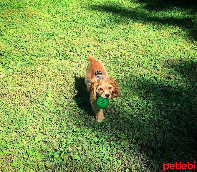 Amerikan Cocker Spaniel, Köpek  Charlie fotoğrafı