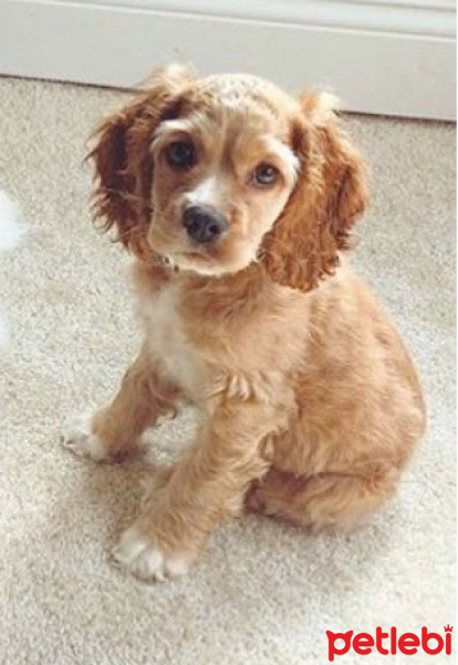 Amerikan Cocker Spaniel, Köpek  Charlie fotoğrafı